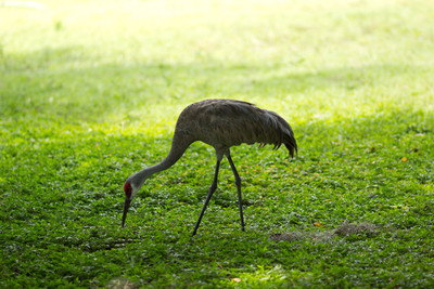 Earthdance Florida Music Festival 2014